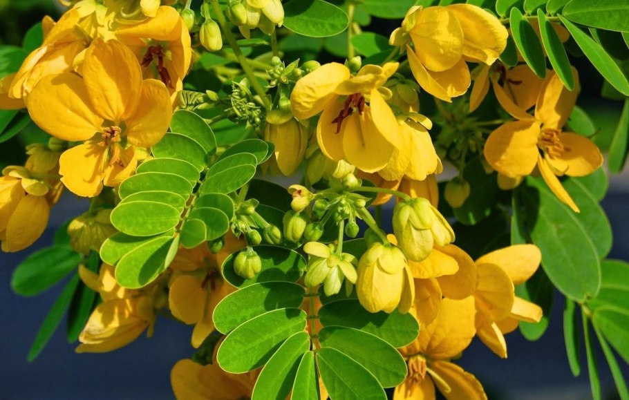 Растение Сенна-Кассия