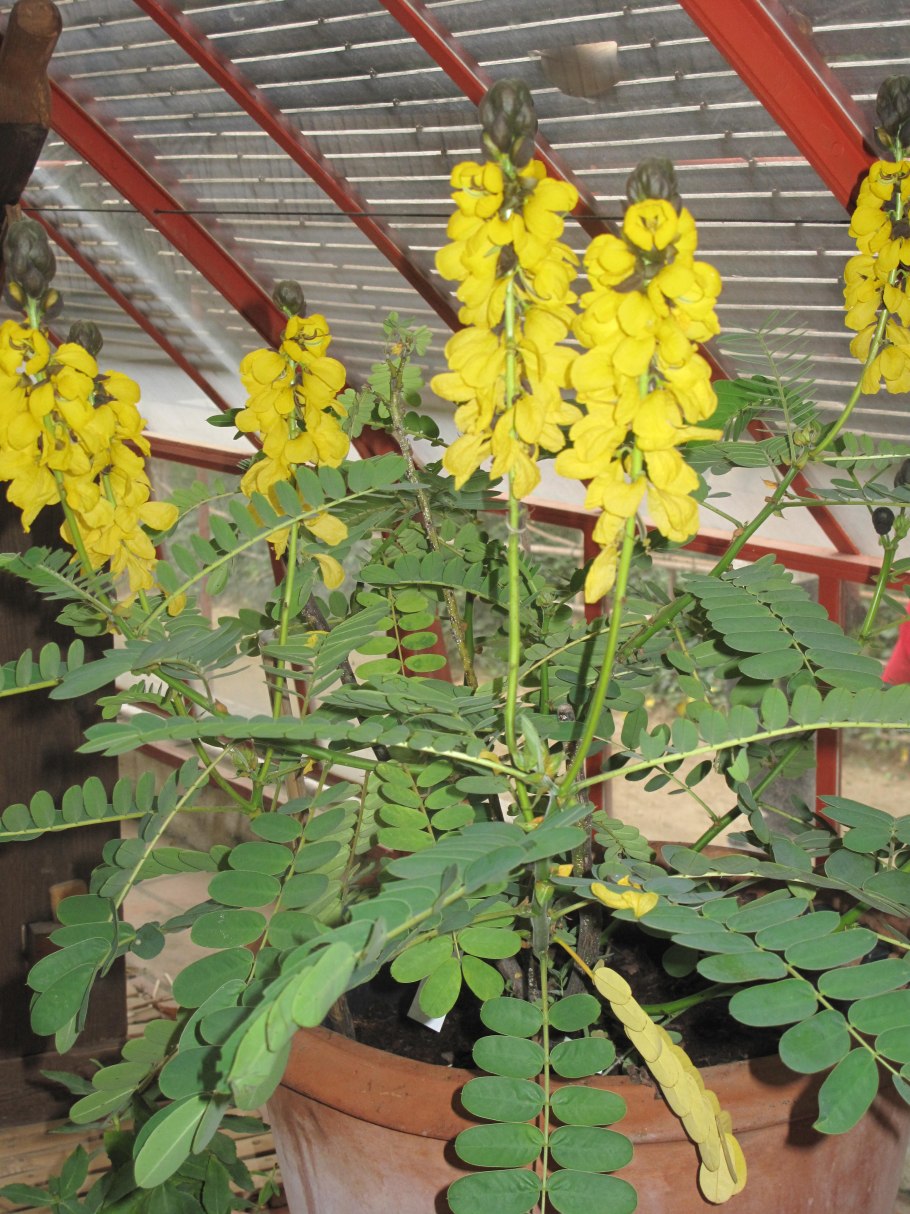 Сенна остролистная латынь