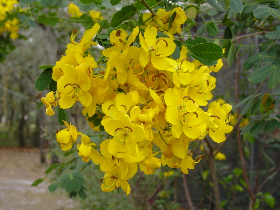 Кассия остролистная Сенна