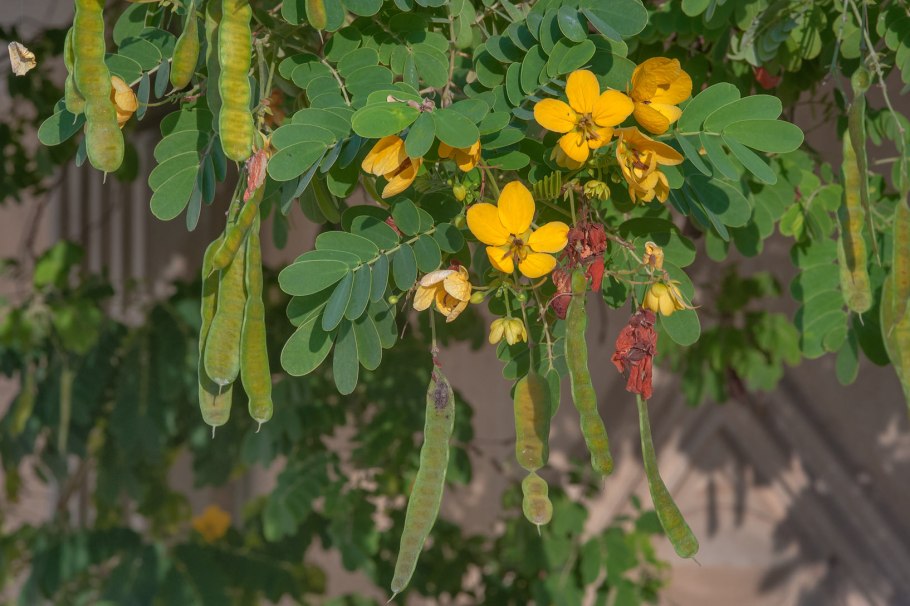 Растение Сенна-Кассия