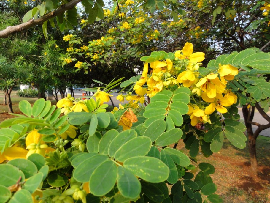 Бобовник золотой дождь