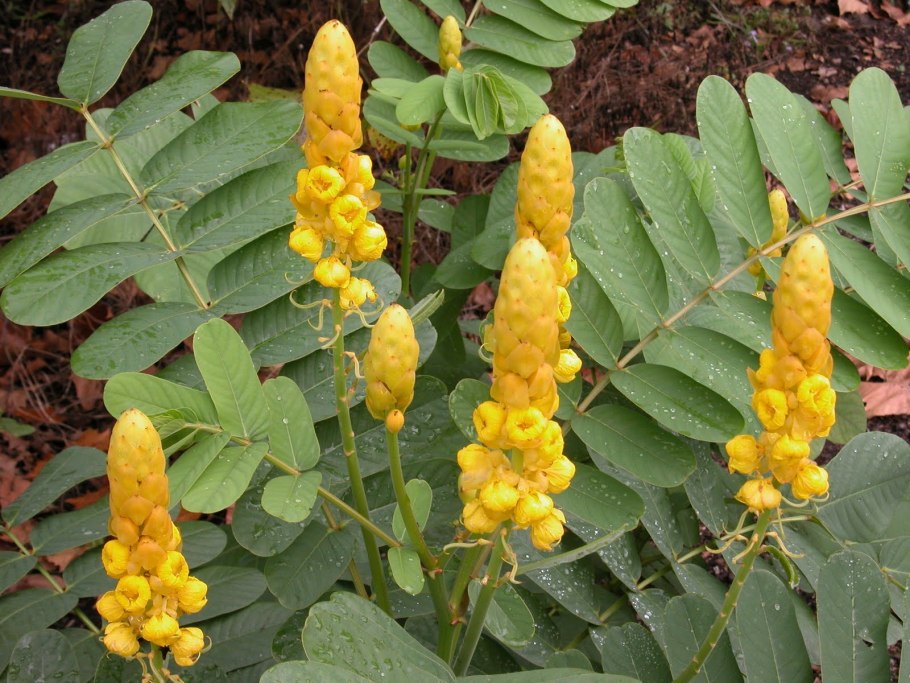 Сенна остролистная