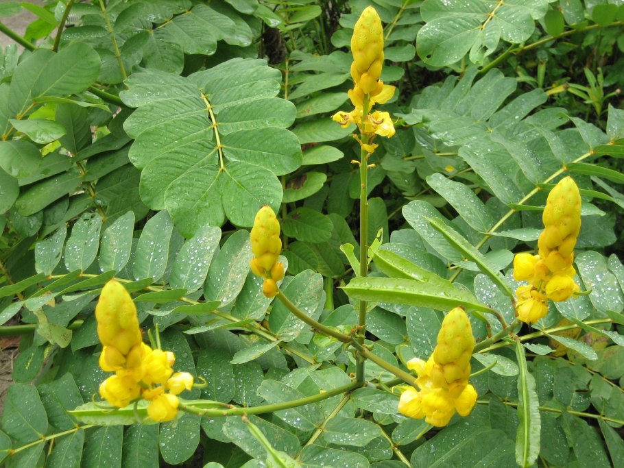 Кассия душистая