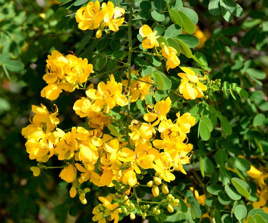 Кассия остролистная