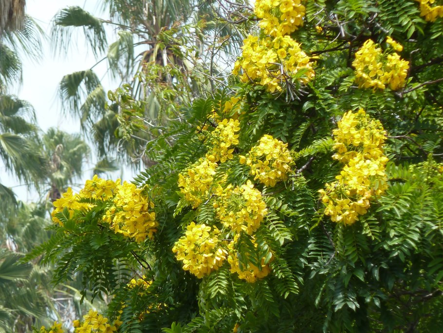 Сенна Кассия