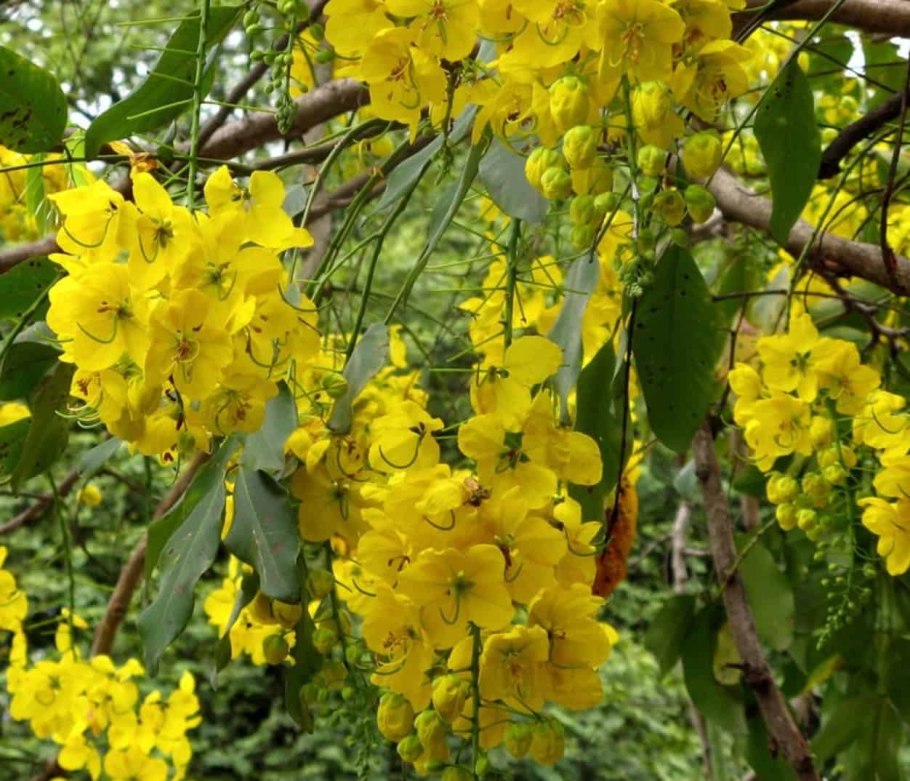 Кассия остролистная Сенна