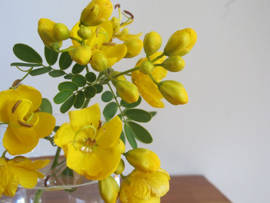 Кассия трубчатая Александрия