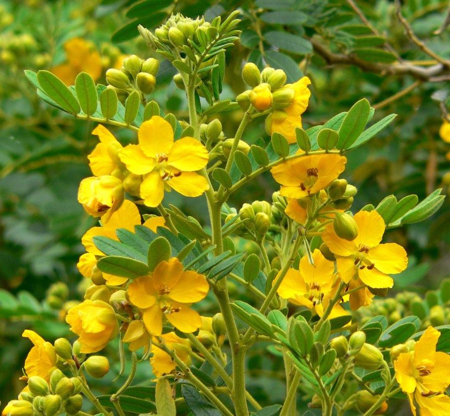 Cassia Fistula (Кассия)