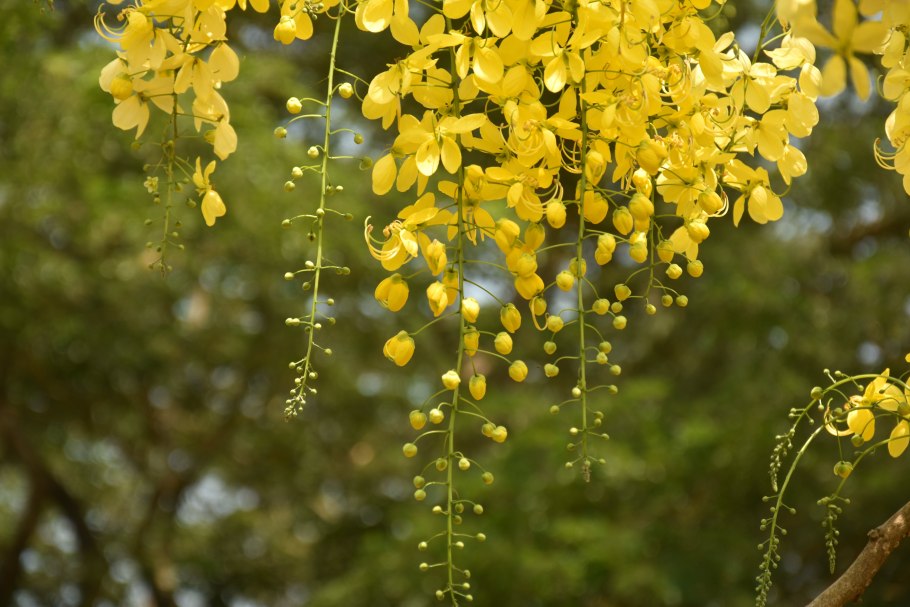 Кассия остролистная