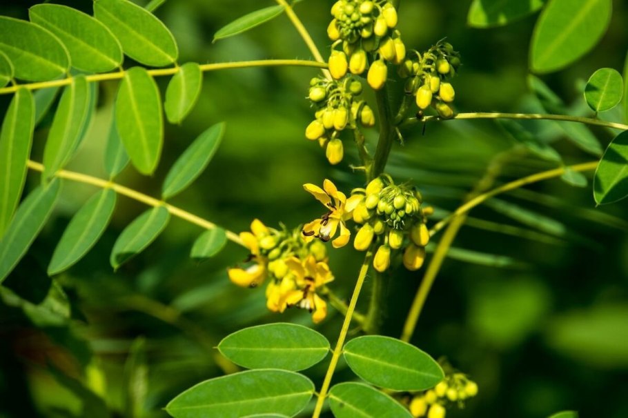 Кассия растение