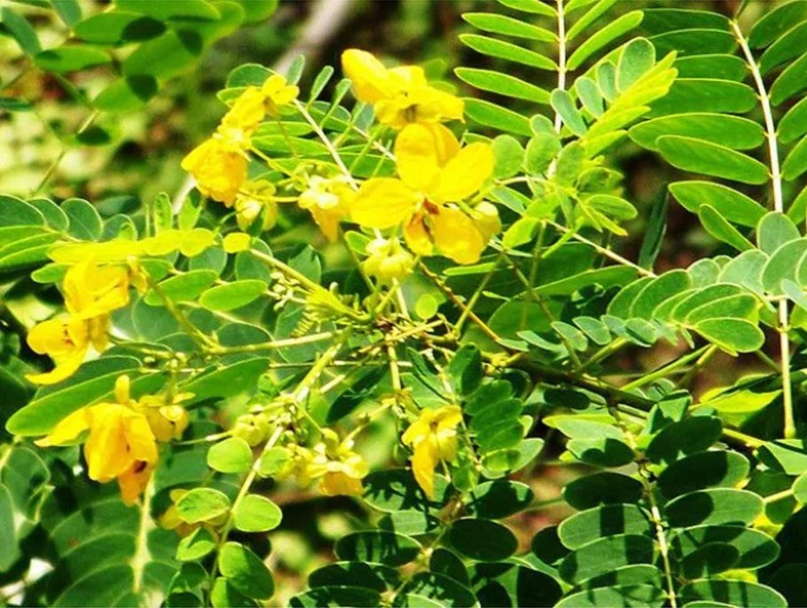 Сенна Александрийская