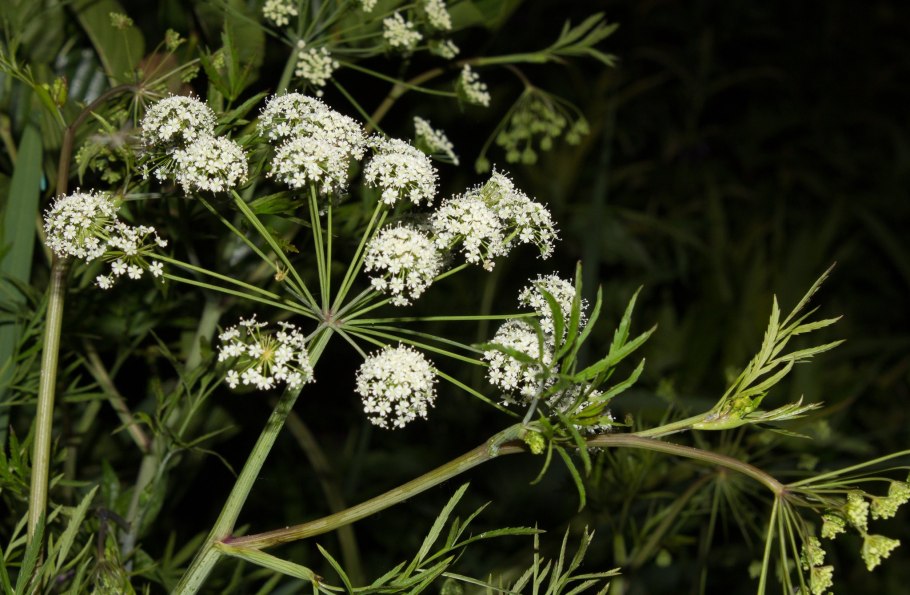 Цикута болиголов