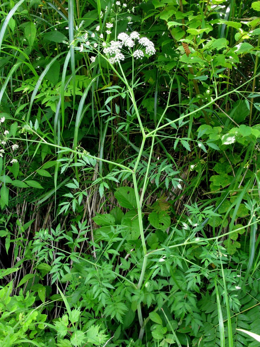 Вех ядовитый цикута