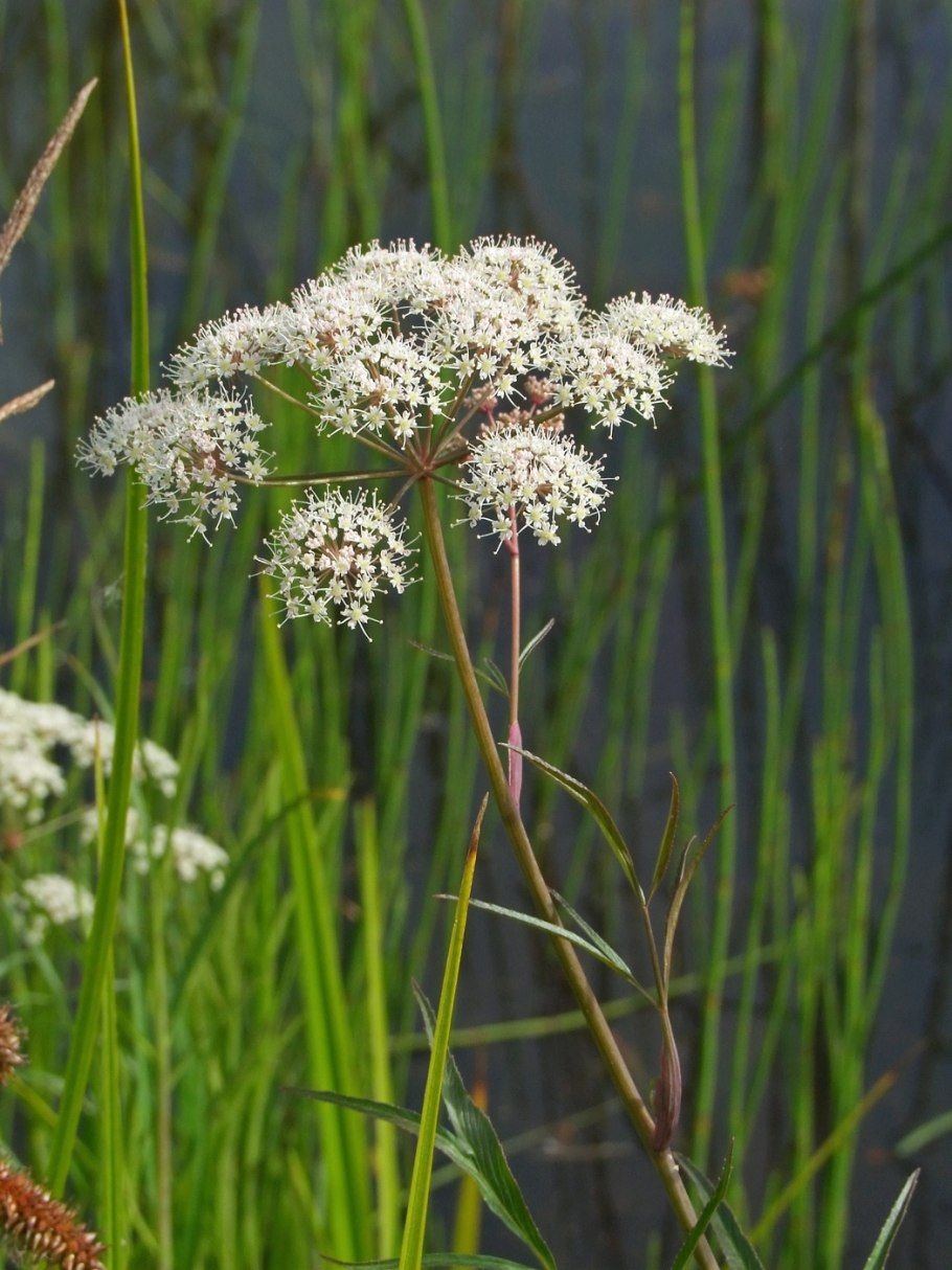 Вёх ядовитый (цикута)