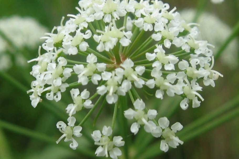 Цикута растение