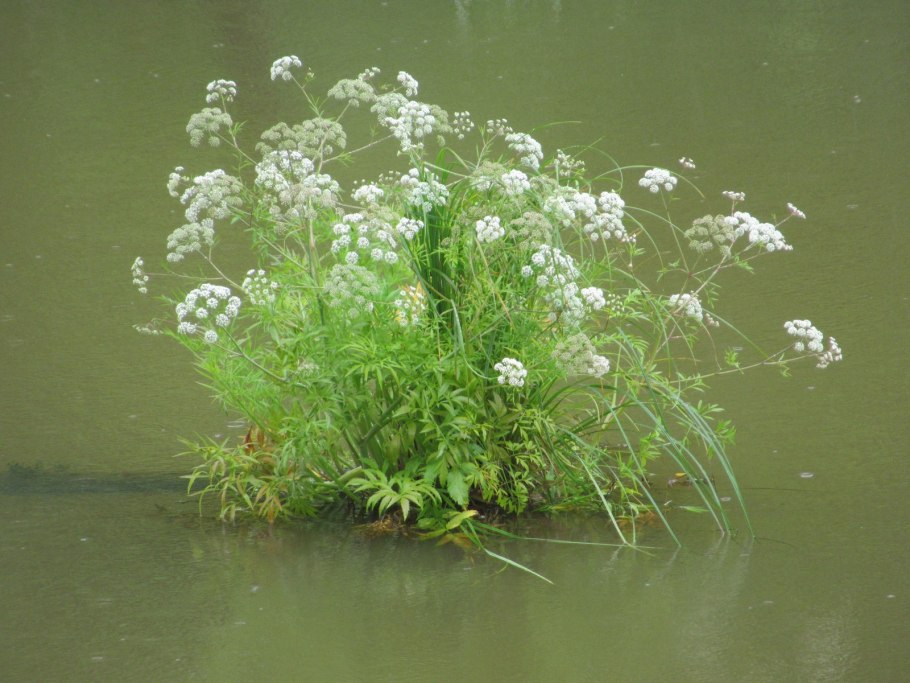 Королева цикута