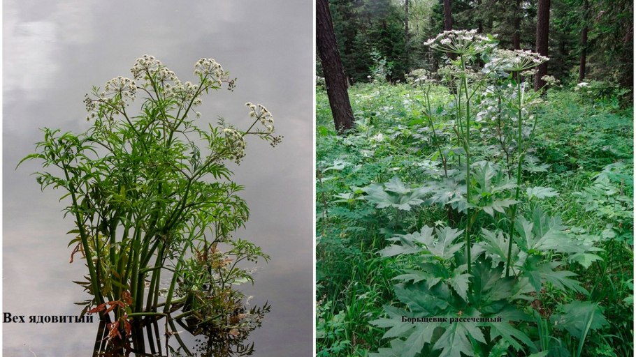 Вех ядовитый