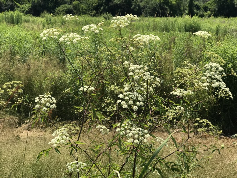 Ядовитое растение борщевик