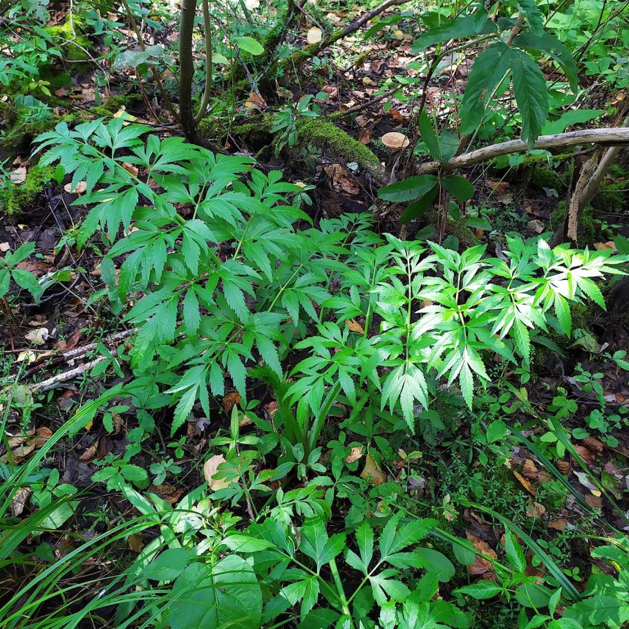 Ядовитые растения Израиля