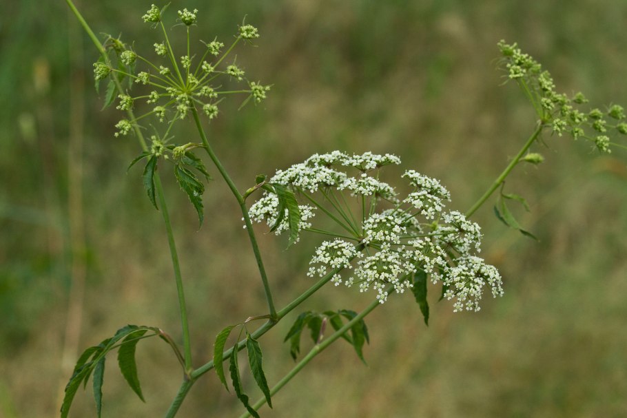 Вёх цикута