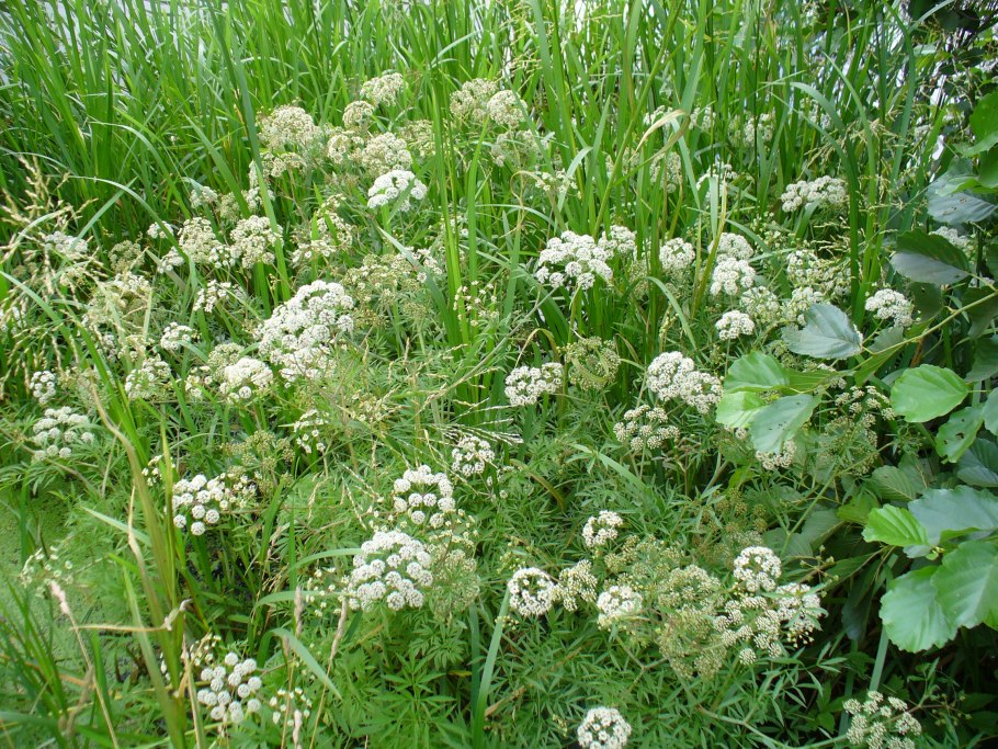 Болиголов пятнистый цикута