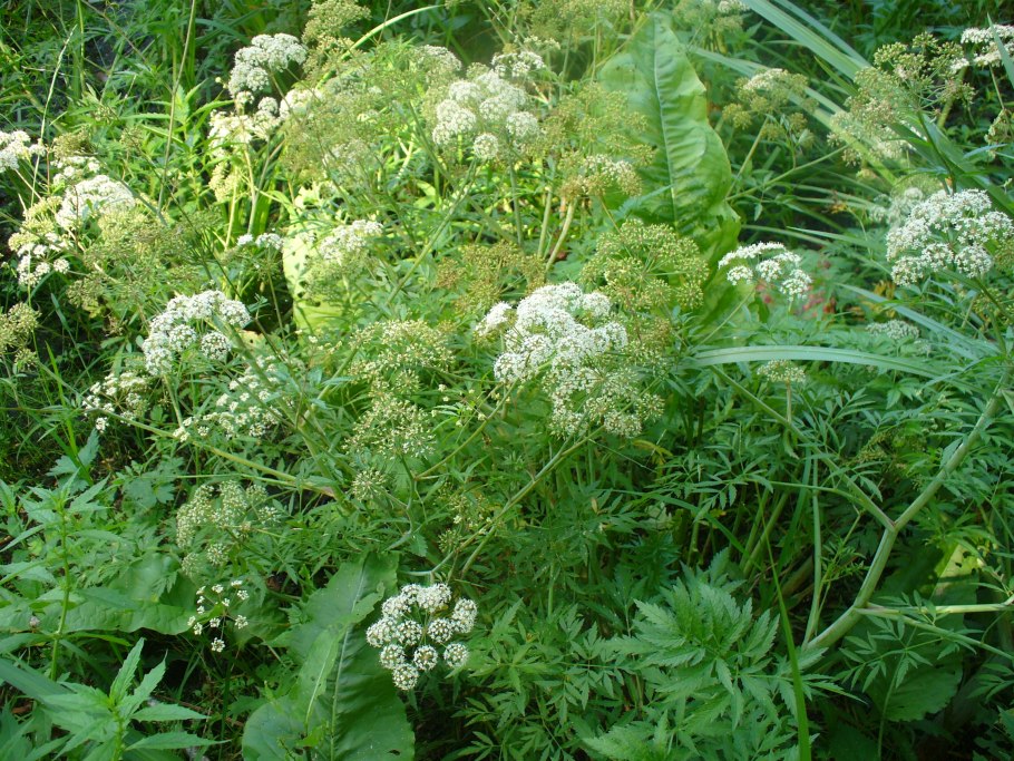 Вех и болиголов