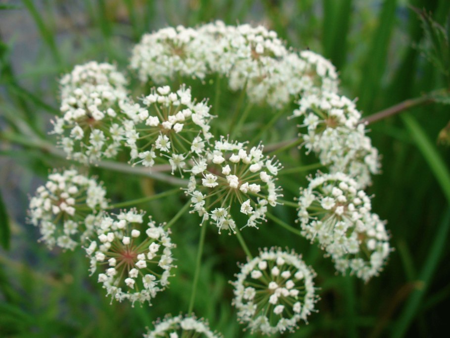 Вех ядовитый цикута