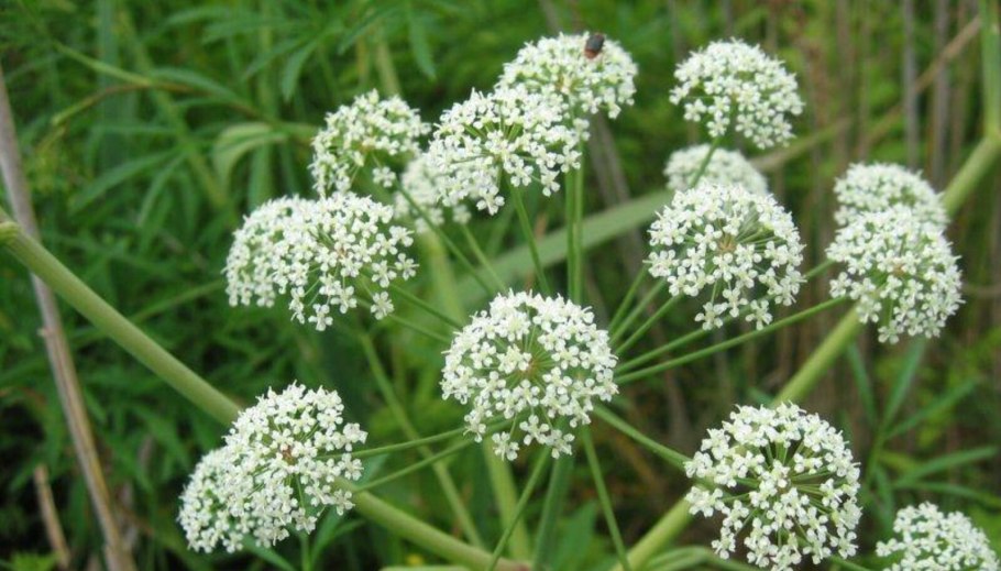 Вех ядовитый систематика