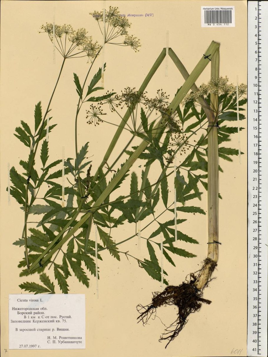 Ядовитые растения Подмосковья