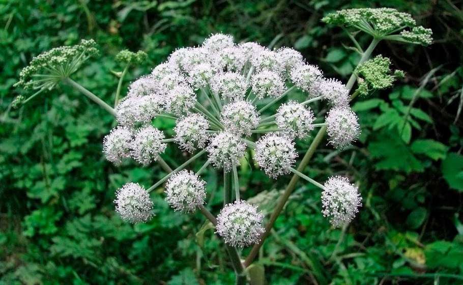 Вех ядовитый корневище