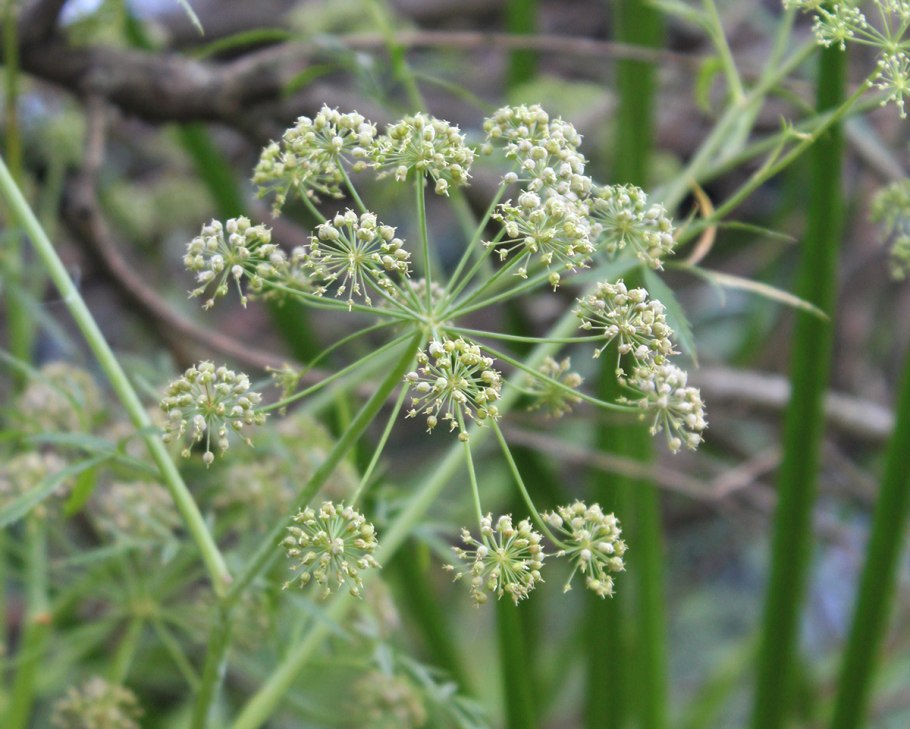 Вёх ядовитый (цикута)