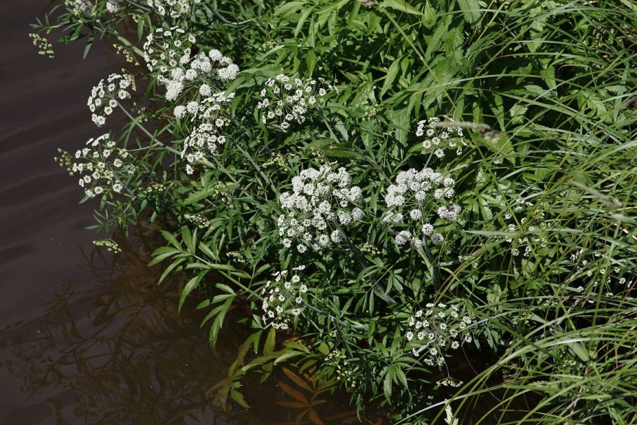 Вех ядовитый ядовитое растение