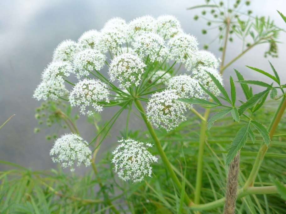 Цикута ядовитая вех ядовитый