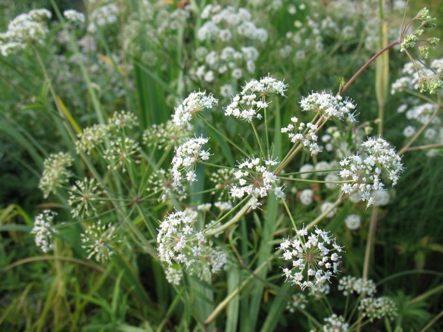 Вёх ядовитый