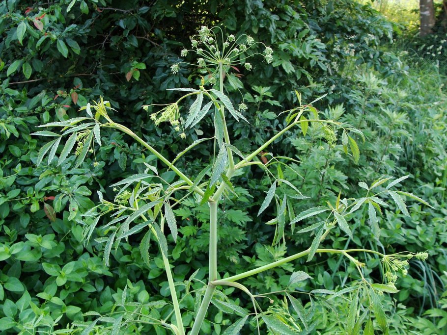 Цикута болиголов