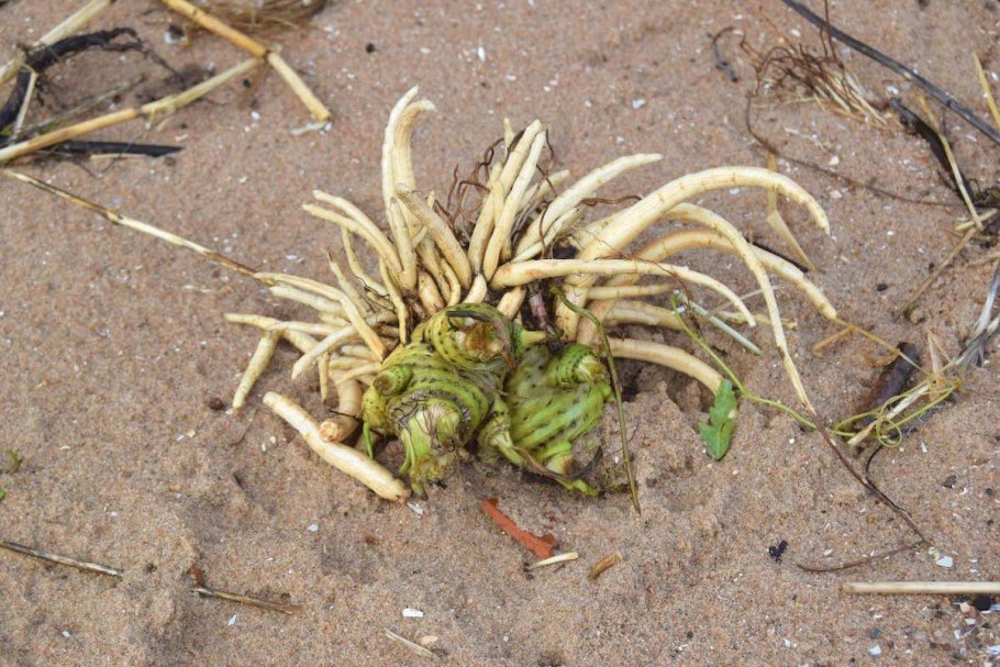 Вех ядовитый болиголов