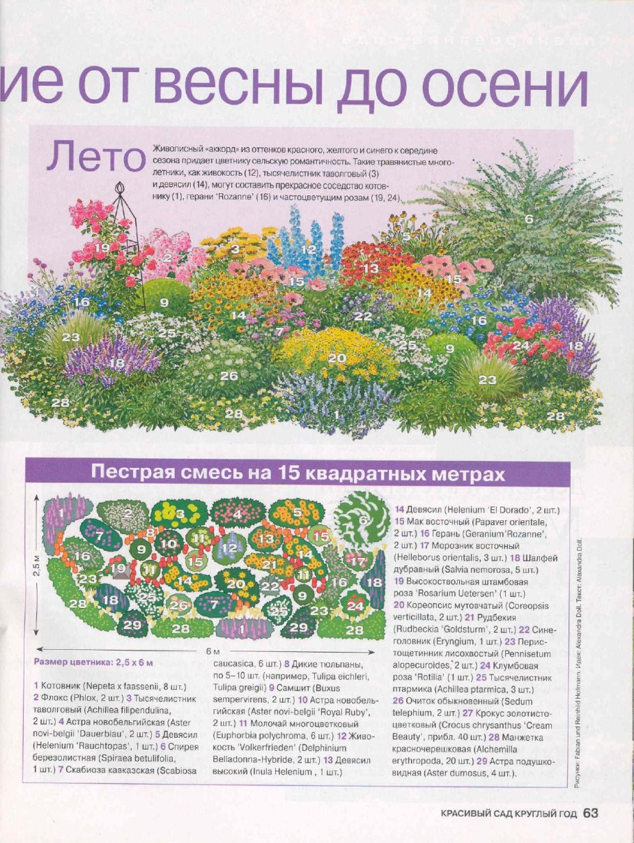 Схема посадки миксбордера из многолетников