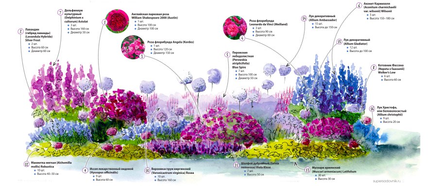 Цветы для клумбы цветущие