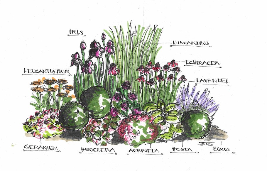 Миксбордер непрерывного цветения многолетников схема