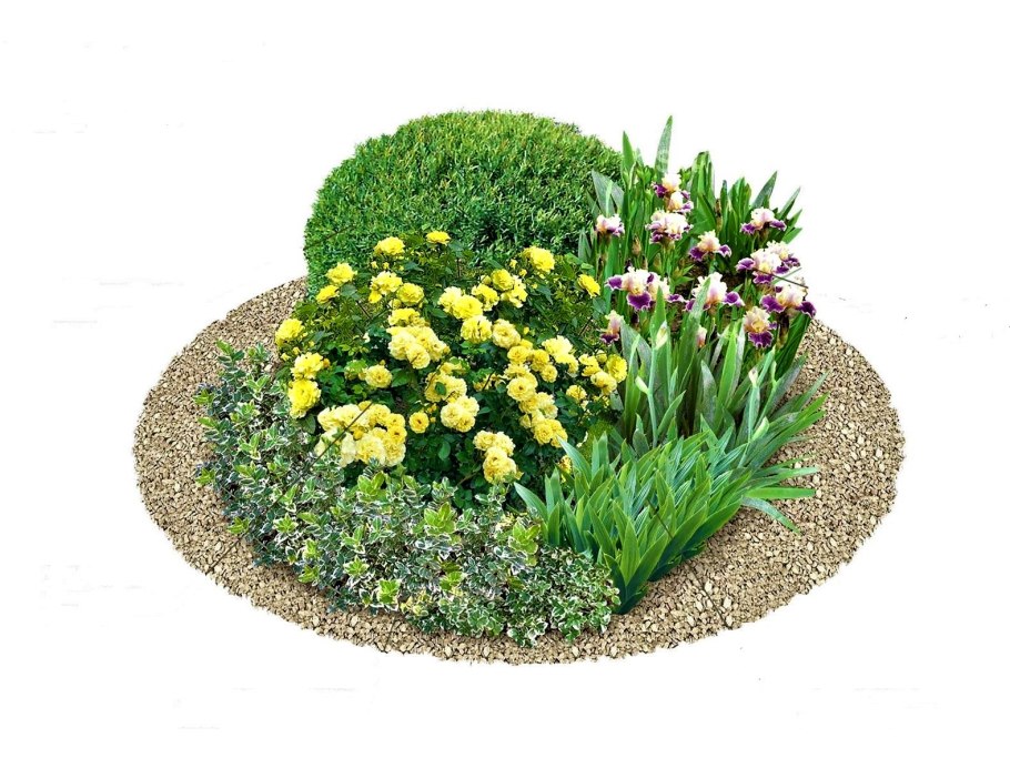 Цветы окружающий мир 1 класс