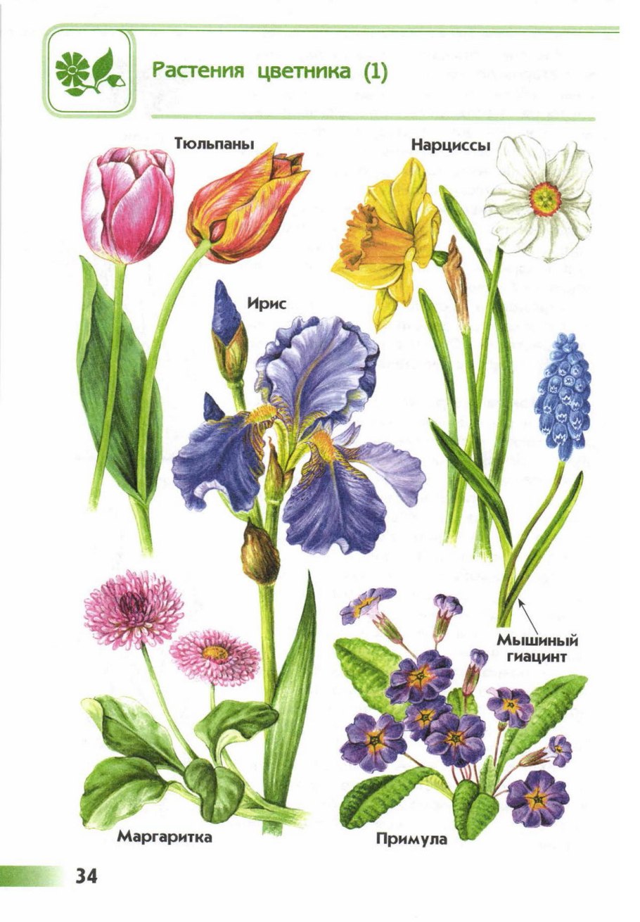 Схема миксбордера непрерывного цветения