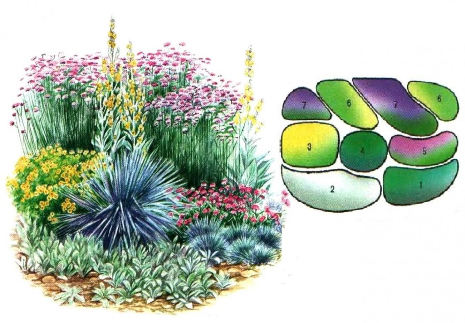 Атлас определитель растения цветника