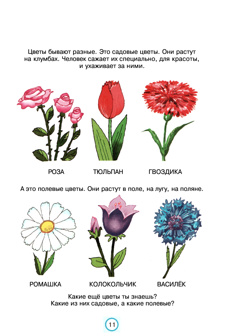 Схемы цветников непрерывного цветения