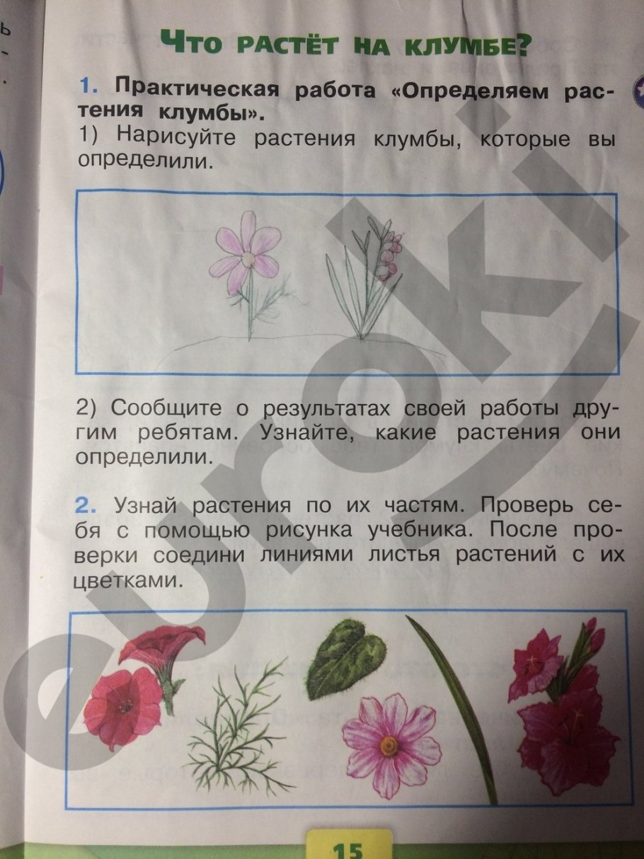 Цветники для тенистых мест схемы