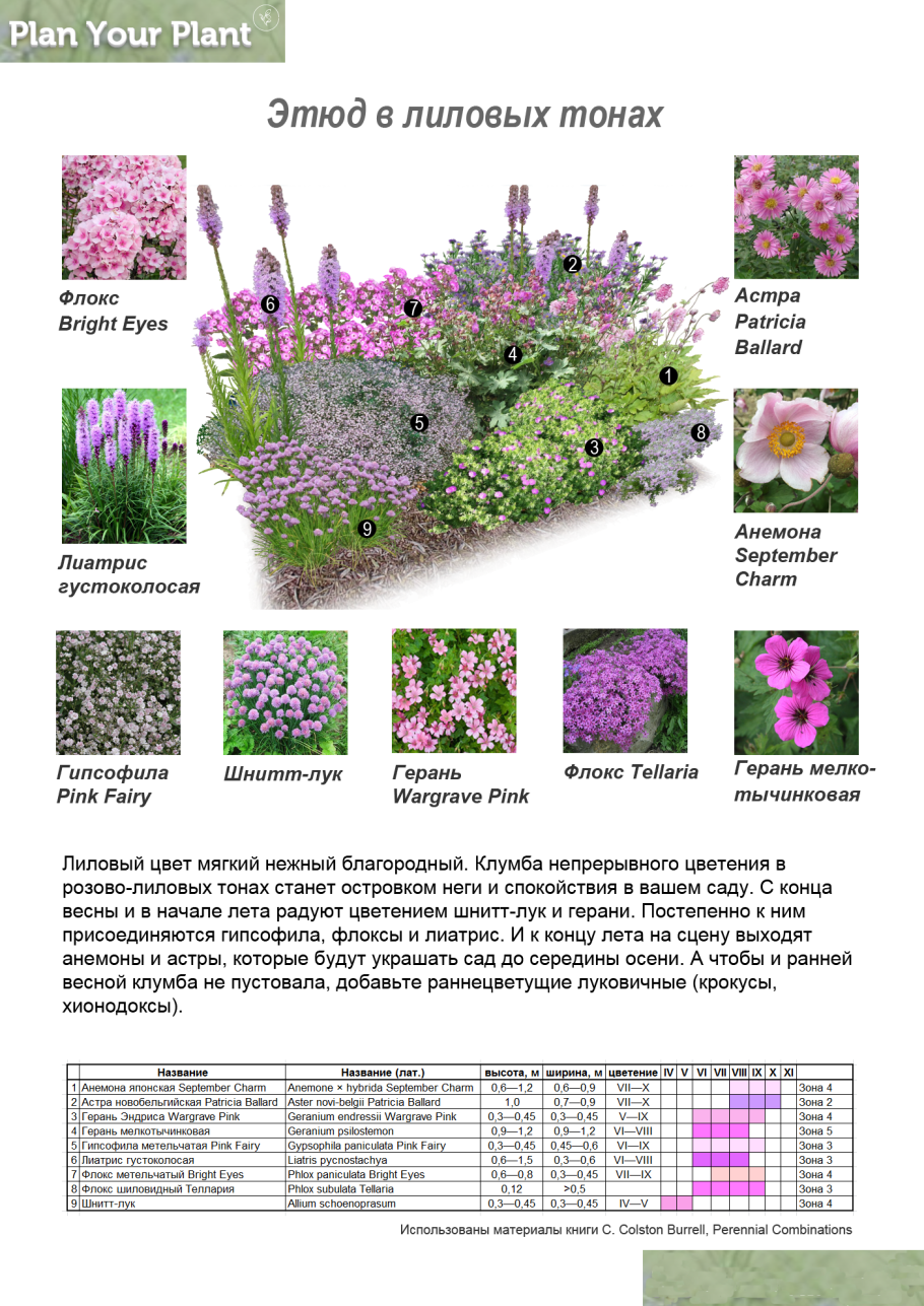 Схема миксбордера непрерывного цветения