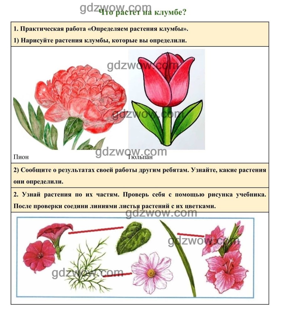 Цветы для клумбыназкания