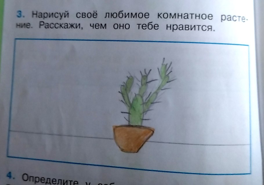 Клумба из пряных трав многолетников