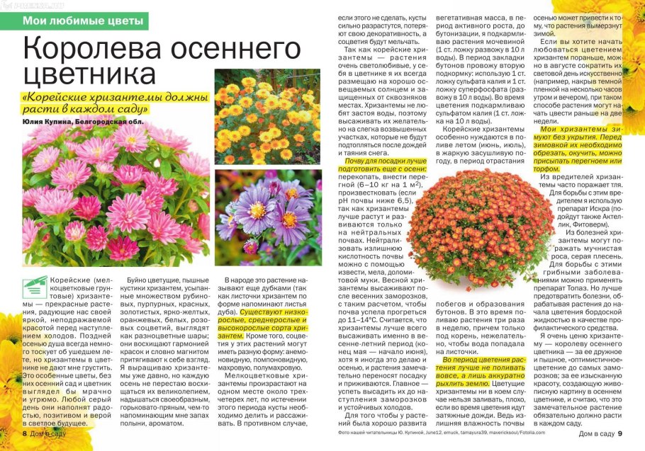 Однолетние луковичные тюльпаны