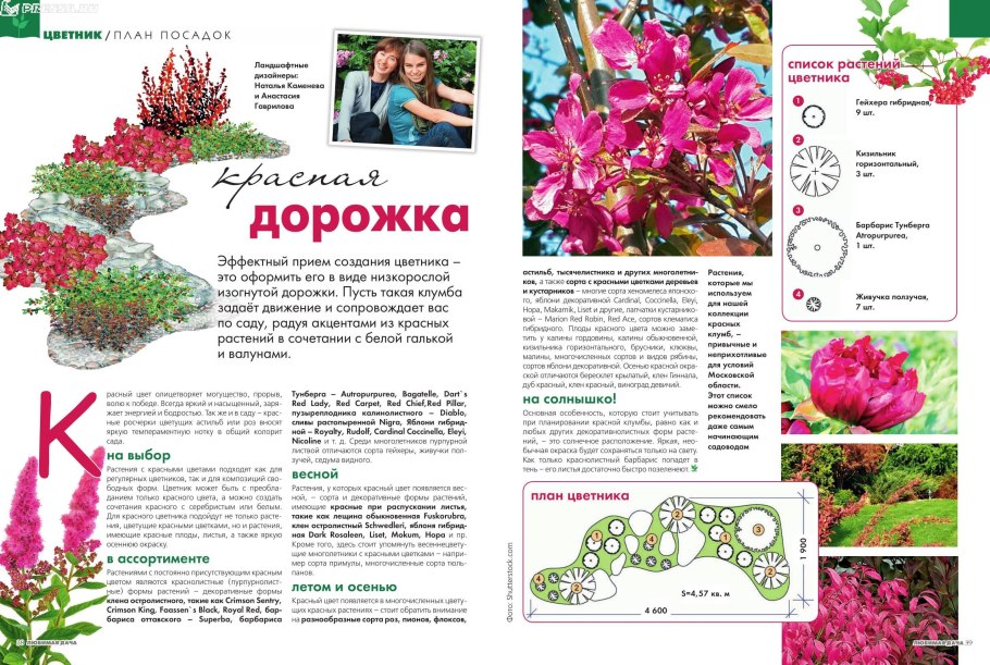 Миксбордер схема многолетников