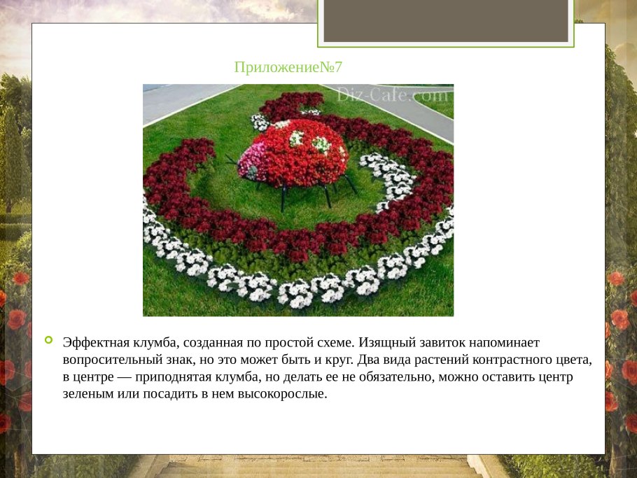 Схема посадки клумбы непрерывного цветения